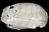 Inflated, Fossil Tortoise (Stylemys) - Nebraska #51320-1